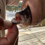 Ecuadorian Amazon: Parrots, Piranhas, and Peace 35 man pulling back piranha lips to show teeth