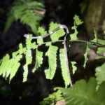 Flora and Fauna of the Ecuadorian Amazon: One Visitor's Perspective 15 Snake in a tree