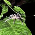 Flora and Fauna of the Ecuadorian Amazon: One Visitor's Perspective 16 Wolf spider on a leaf