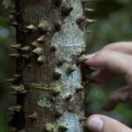 Flora and Fauna of the Ecuadorian Amazon: One Visitor's Perspective 14 Thorns on a tree