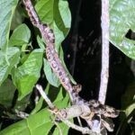Flora and Fauna of the Ecuadorian Amazon: One Visitor's Perspective 13 Snake in tree