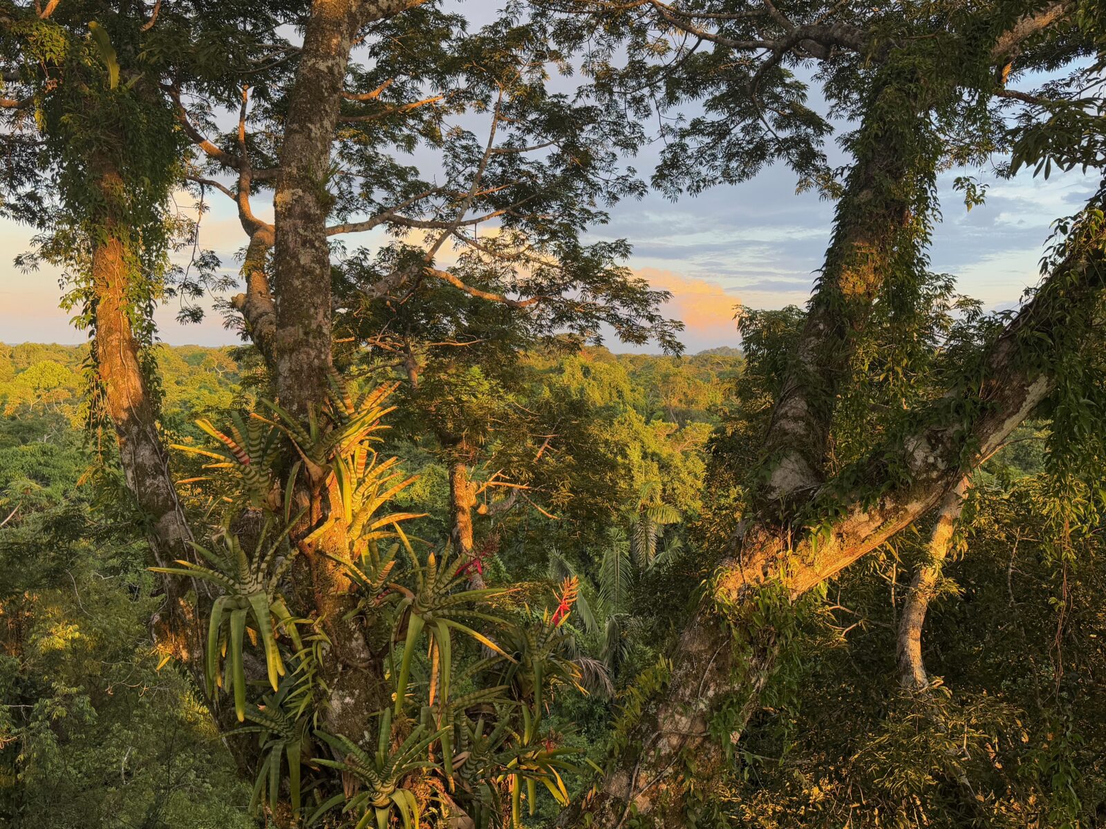 Canopy at Sunset Ecuadorian Amazon Canopy at Sunset