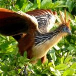 Flora and Fauna of the Ecuadorian Amazon: One Visitor's Perspective 10 Hoatzin bird
