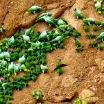 Ecuadorian Amazon: Parrots, Piranhas, and Peace 24 many green birds on muddy clay cliff