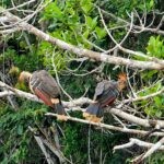 Ecuadorian Amazon: Parrots, Piranhas, and Peace 28 Two hoatzin on a branch