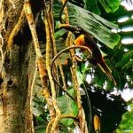 Ecuadorian Amazon: Parrots, Piranhas, and Peace 29 Toucan on a tree