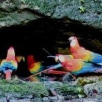 Ecuadorian Amazon: Parrots, Piranhas, and Peace 25 7 macaws drinking water at mouth of cave