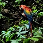 Ecuadorian Amazon: Parrots, Piranhas, and Peace 26 Scarlet macaw in a tree