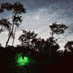 Ecuadorian Amazon: Parrots, Piranhas, and Peace 22 trees with spotlight at night