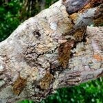 Ecuadorian Amazon: Parrots, Piranhas, and Peace 21 Log with well-camoflauged bats