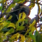 Ecuadorian Amazon: Parrots, Piranhas, and Peace 23 sloth in a tree
