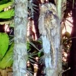 Ecuadorian Amazon: Parrots, Piranhas, and Peace 27 owl-like bird on a log