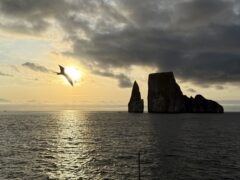 Galapagos Unveiled: A Nat Hab Adventure, Part Two 72 Frigate Bird Galapagos