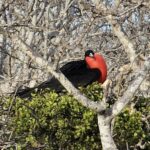 Galapagos Unveiled: A Nat Hab Adventure, Part Two 24 Galapagos Frigate