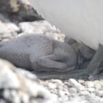 Galapagos Unveiled: A Nat Hab Adventure, Part Two 27 Baby Nazca