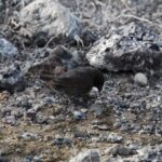 Galapagos Part 3: Lonesome George, Best Snorkeling in the World, and Bird Sex 32 Darwin Finch Espanola e1748532168412