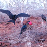 Galapagos Unveiled: A Nat Hab Adventure, Part Two 28 Flirty Frigate