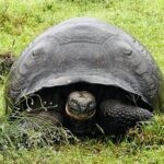 Galapagos Part 3: Lonesome George, Best Snorkeling in the World, and Bird Sex 23 IMG 5140