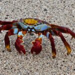 Galapagos Unveiled: A Nat Hab Adventure, Part Two 25 IMG 5225