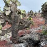 Galapagos Part 3: Lonesome George, Best Snorkeling in the World, and Bird Sex 25 IMG 5241