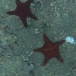 Galapagos Part 3: Lonesome George, Best Snorkeling in the World, and Bird Sex 40 IMG 5494