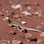 Galapagos Part 3: Lonesome George, Best Snorkeling in the World, and Bird Sex 35 IMG 5610
