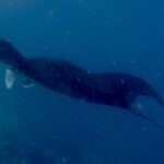 Galapagos Part 3: Lonesome George, Best Snorkeling in the World, and Bird Sex 30 IMG 5622