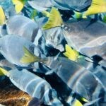 Galapagos Part 3: Lonesome George, Best Snorkeling in the World, and Bird Sex 29 IMG 5702