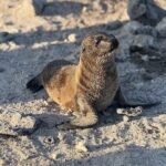 Galapagos Part 3: Lonesome George, Best Snorkeling in the World, and Bird Sex 38 IMG 5743