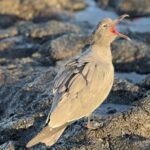 Galapagos Part 3: Lonesome George, Best Snorkeling in the World, and Bird Sex 34 IMG 5782