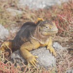 Galapagos Part 3: Lonesome George, Best Snorkeling in the World, and Bird Sex 24 Iguana Side Eye