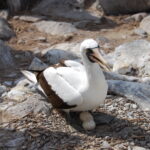 Galapagos Unveiled: A Nat Hab Adventure, Part Two 26 Nazca Daddy