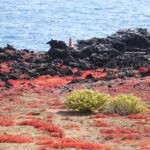 Galapagos Unveiled: A Nat Hab Adventure, Part Two 33 Red Carpet weed