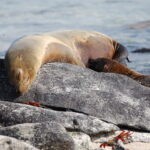 Galapagos Unveiled: A Nat Hab Adventure, Part Two 36 Sleeping Beauty with Sallies
