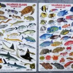 Galapagos Part 3: Lonesome George, Best Snorkeling in the World, and Bird Sex 27 Fish of the Galapagos