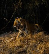 Into Tiger Country: Bandhavgarh Safaris, Wild Scenery, and Unforgettable Encounters 25 Tiger at Bandhavgarh
