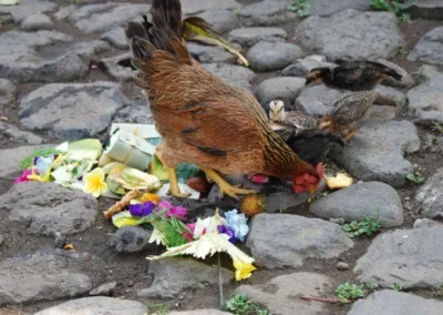 Rooster eating offering, Bali