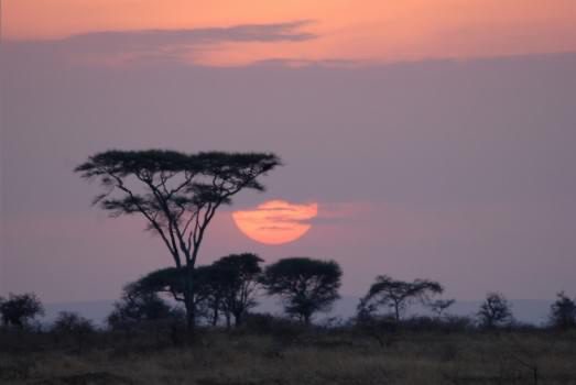 Acacia with sunset, Tanzania, Africa