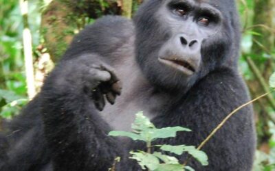 Uganda- The Pearl of Africa Part 3: Gorilla Trekking at Bwindi Impenetrable National Park