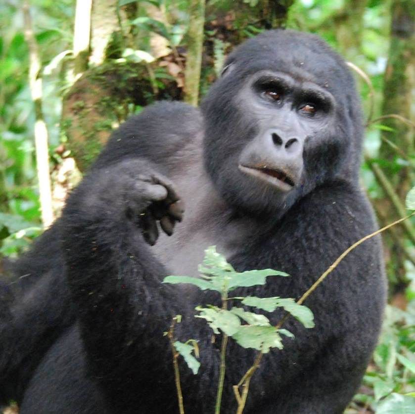 Gorilla in Uganda, Bwindi Impenetrable Forest