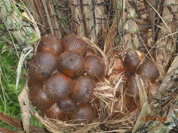 Photo of a Snakefruit