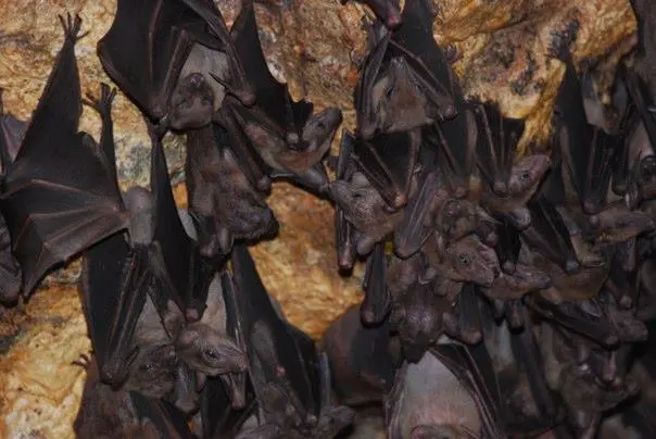 Photo of bats at the cave