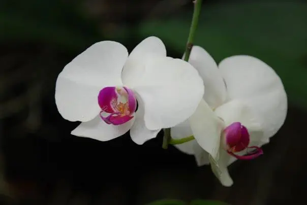 Photo of a white orchid with purple at the center