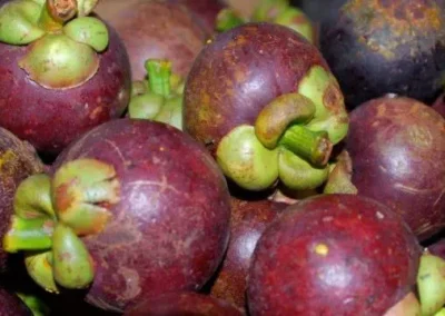 Photo of mangosteen, Bali