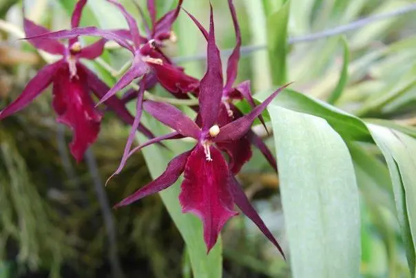 Photo of a red Orchid