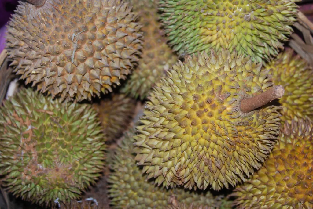 Photo of a Jackfruit