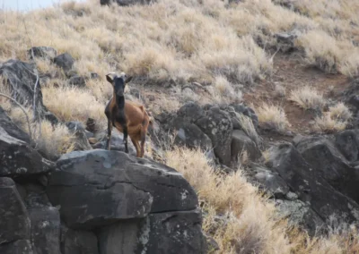 Photo of a goat in a rock in hawaii