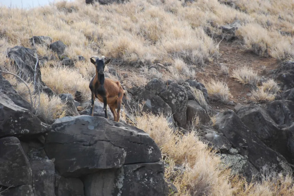 Photo of a goat at a cliff at hawaii
