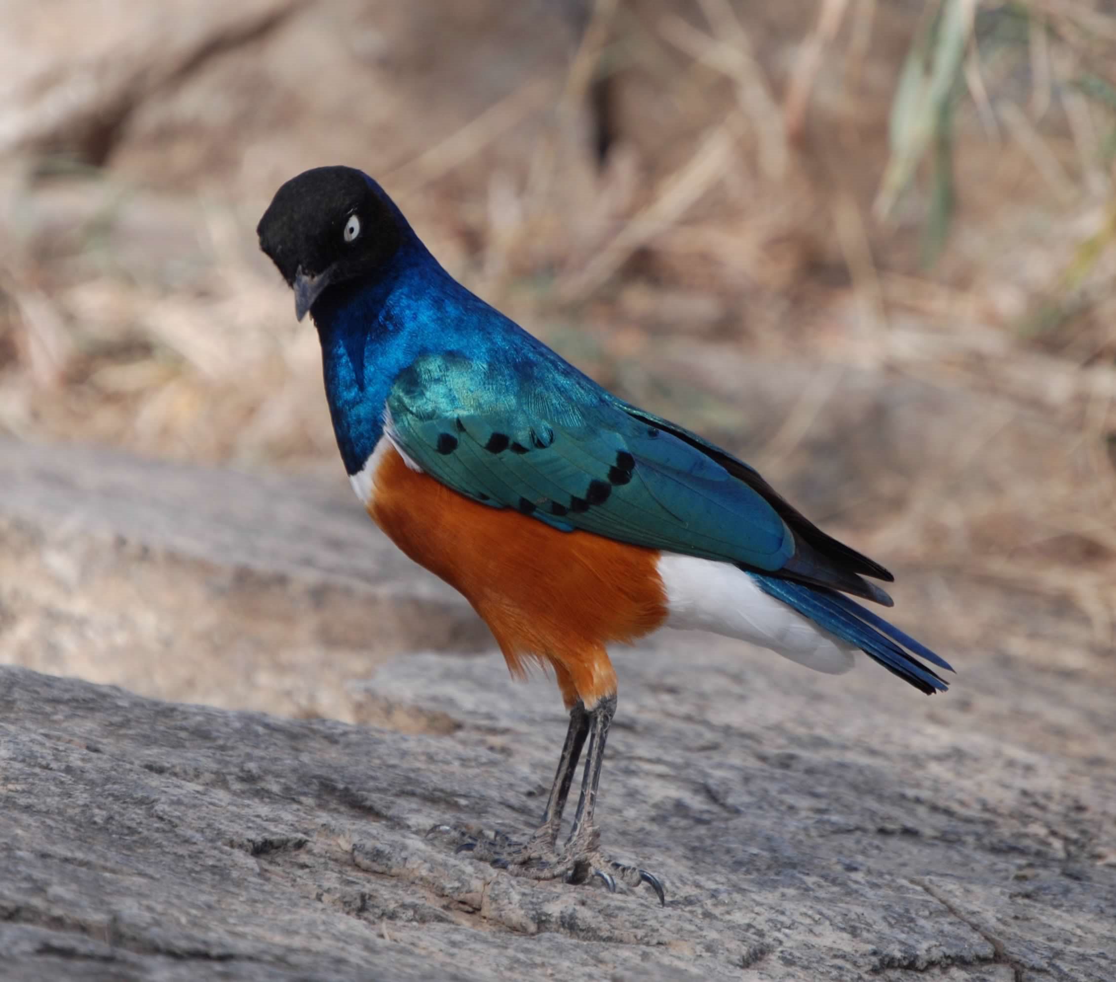 Superb Starling