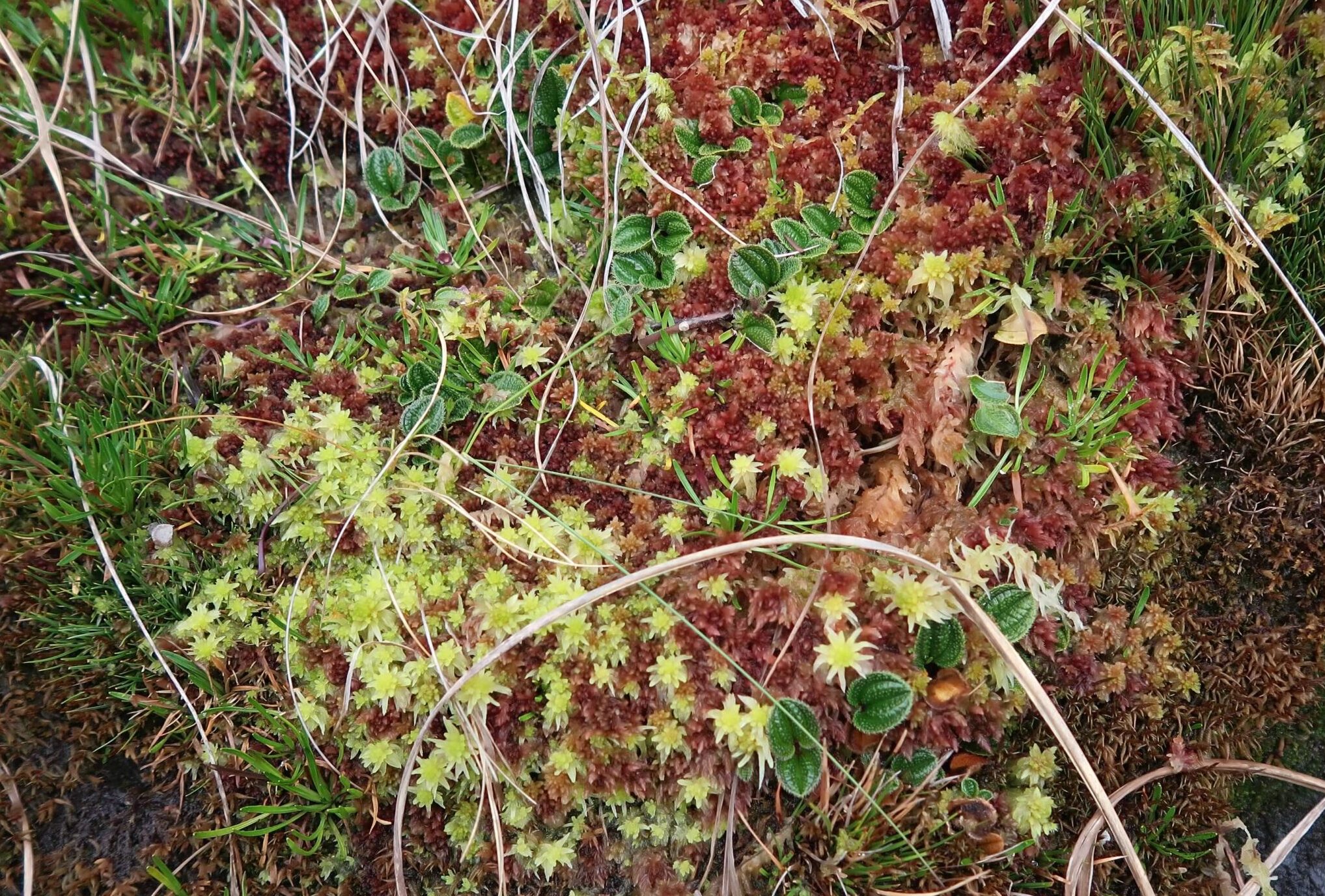 plants Inca trail